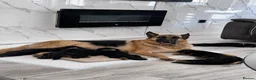 German Shepherd dogs for sale: ⭐️7 Beautiful German Shepherd Puppies⭐️ in Rugby - Advert 26