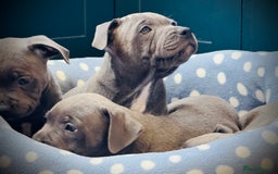 Staffordshire Bull Terrier dogs for sale: 🐾 Beautiful KC Fully Vaccinated Girl Available 🐾 in Peterborough - Image 15