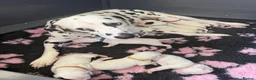 Dalmatian dogs for sale: Pedigree KC Registered Puppies - Advert 2