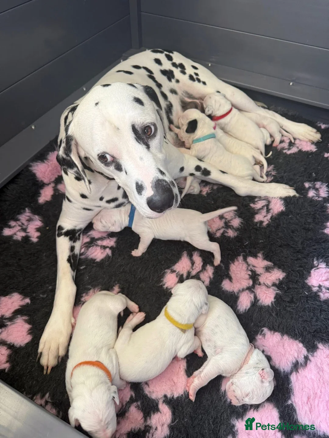 Dalmatian dogs for sale: Pedigree KC Registered Puppies - Advert 2