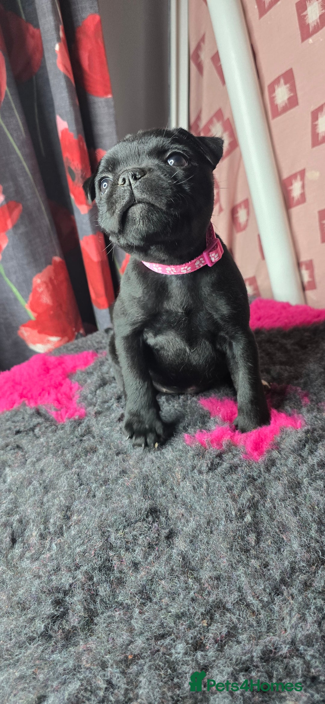 Staffordshire Bull Terrier dogs for sale: Champion bloodlines kc stafford  pups  - Advert 25