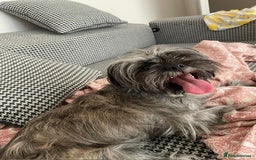 Mixed Breed dogs for sale: Lili - A Tiny Rescue Terrier Mix Angel 💕  - Image 2