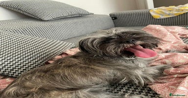 Mixed Breed dogs - Advert 10