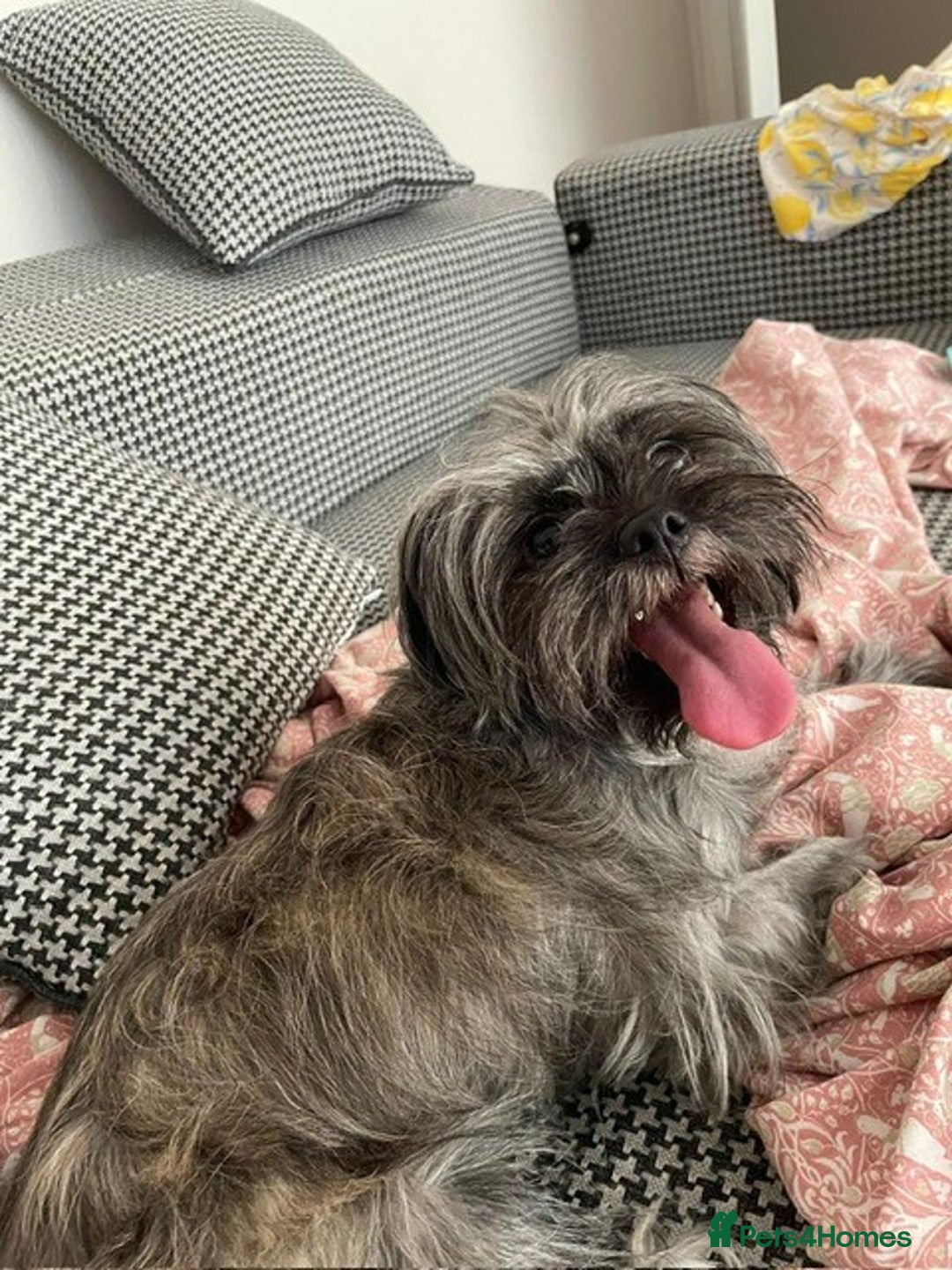 Mixed Breed dogs for sale: Lili - A Tiny Rescue Terrier Mix Angel 💕  - Image 2