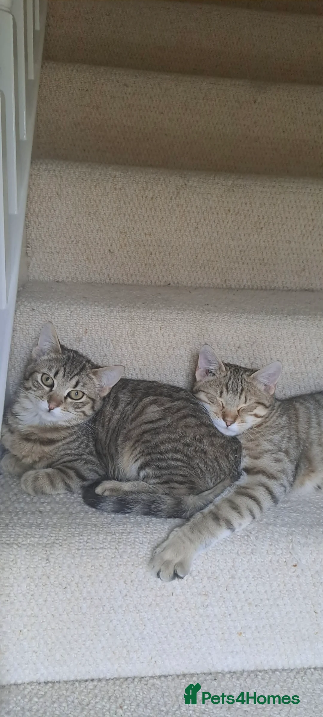 Mixed Breed cats for sale: Quarter Bengal kittens, looking for forever homes  - Advert 13