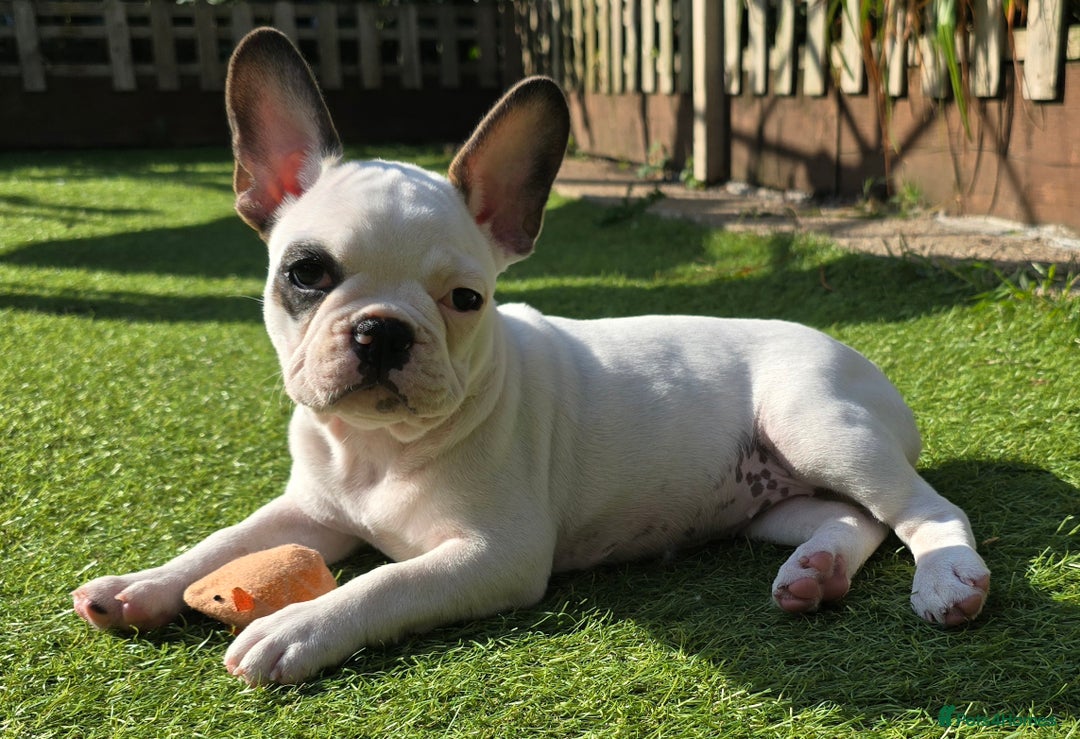 French Bulldog dogs for sale: Adorable Frenchie Puppies Seeking Forever Homes - Image 34