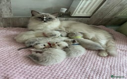 Ragdoll cats for sale: Beautiful Ragdoll Kittens  - Image 2