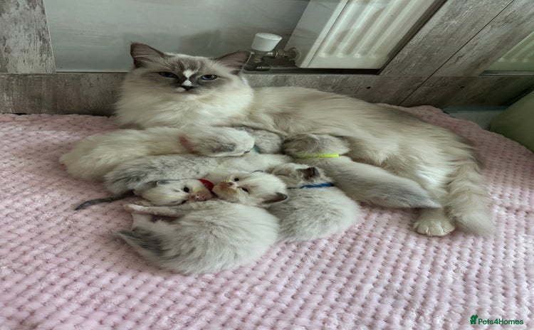 Ragdoll cats - Advert 3
