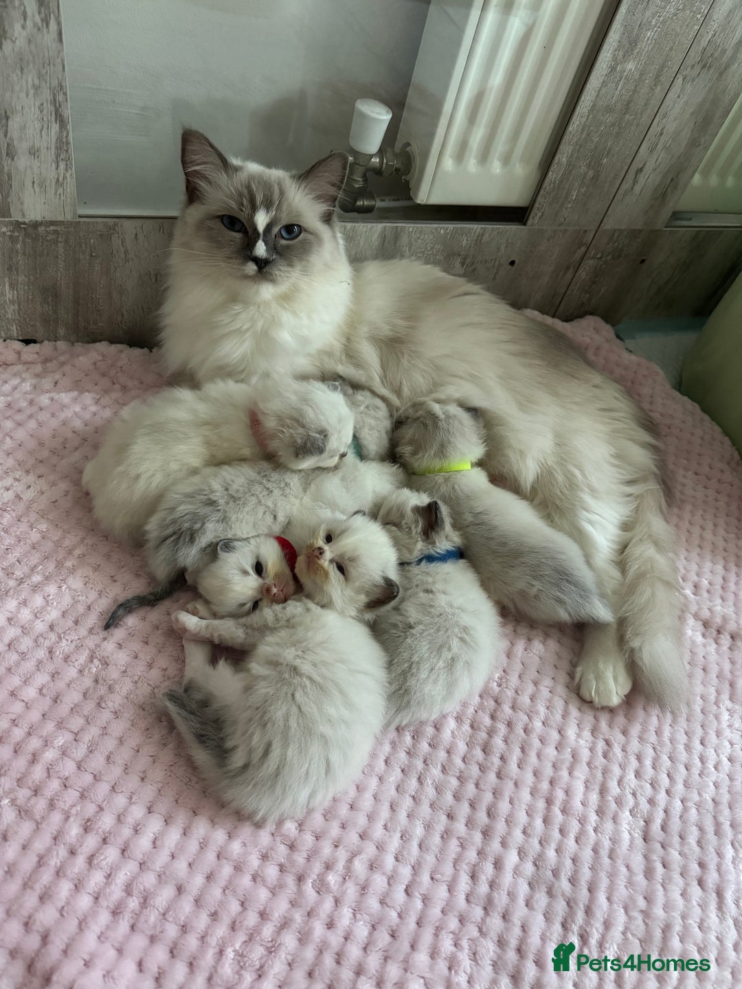 Ragdoll cats for sale: Beautiful Ragdoll Kittens  - Image 2