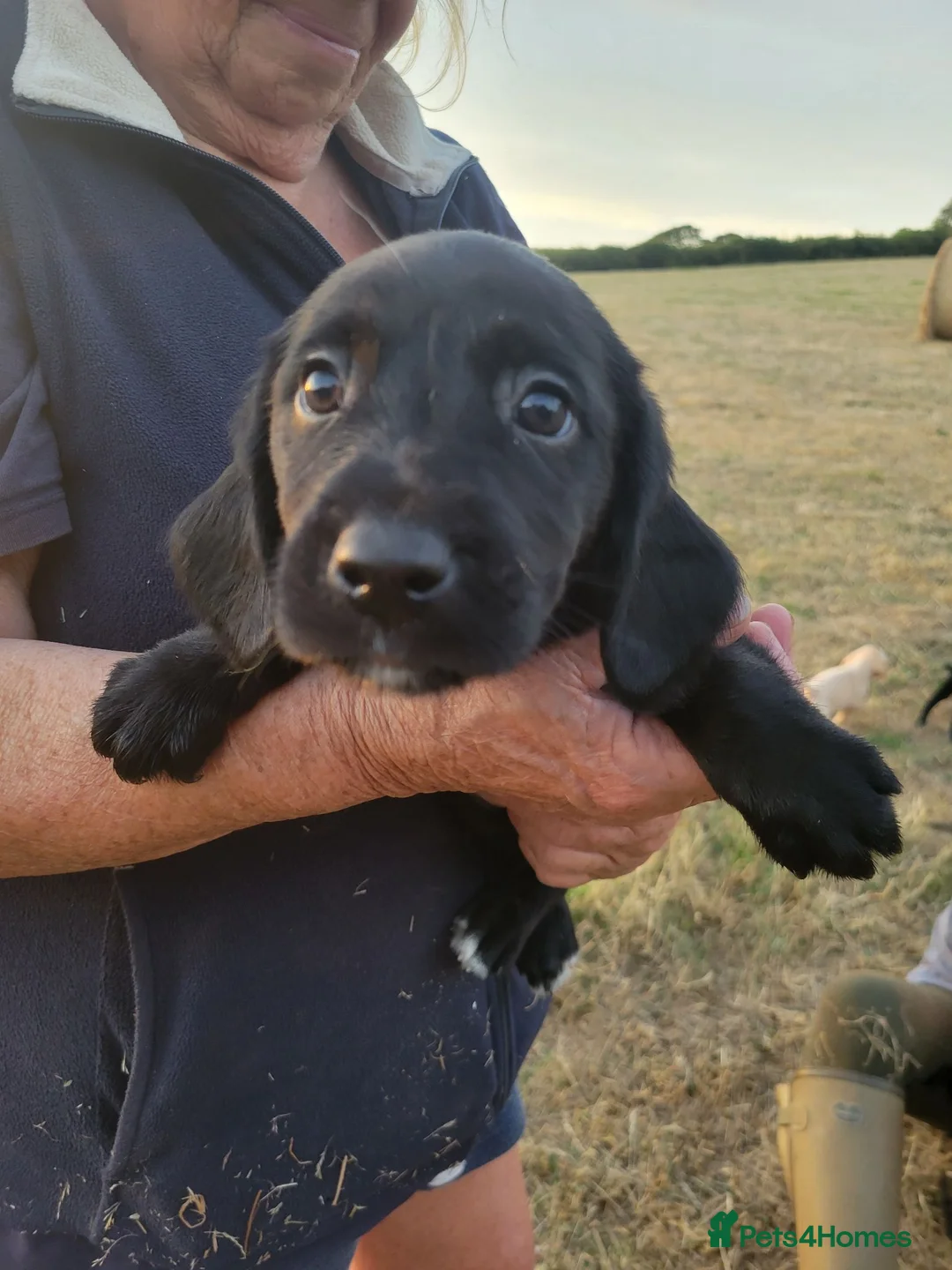 Mixed Breed dogs for sale: Labrador x sprocker puppies - Advert 2