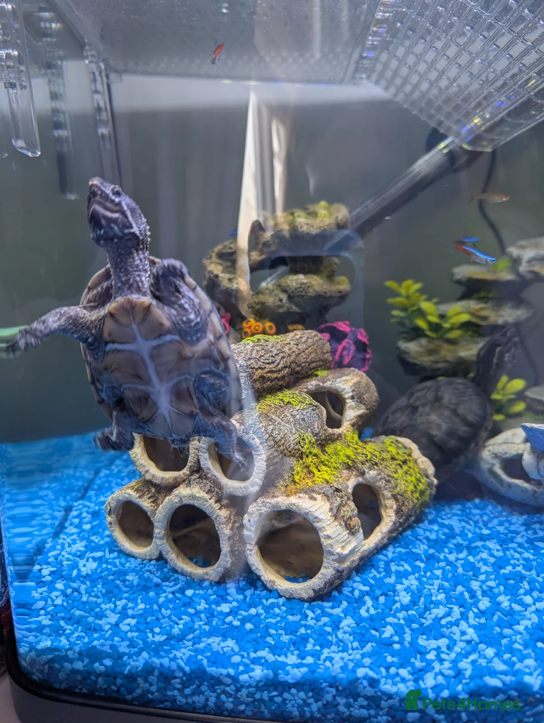 Turtle reptiles for sale: X2 musk turtle - Advert 2