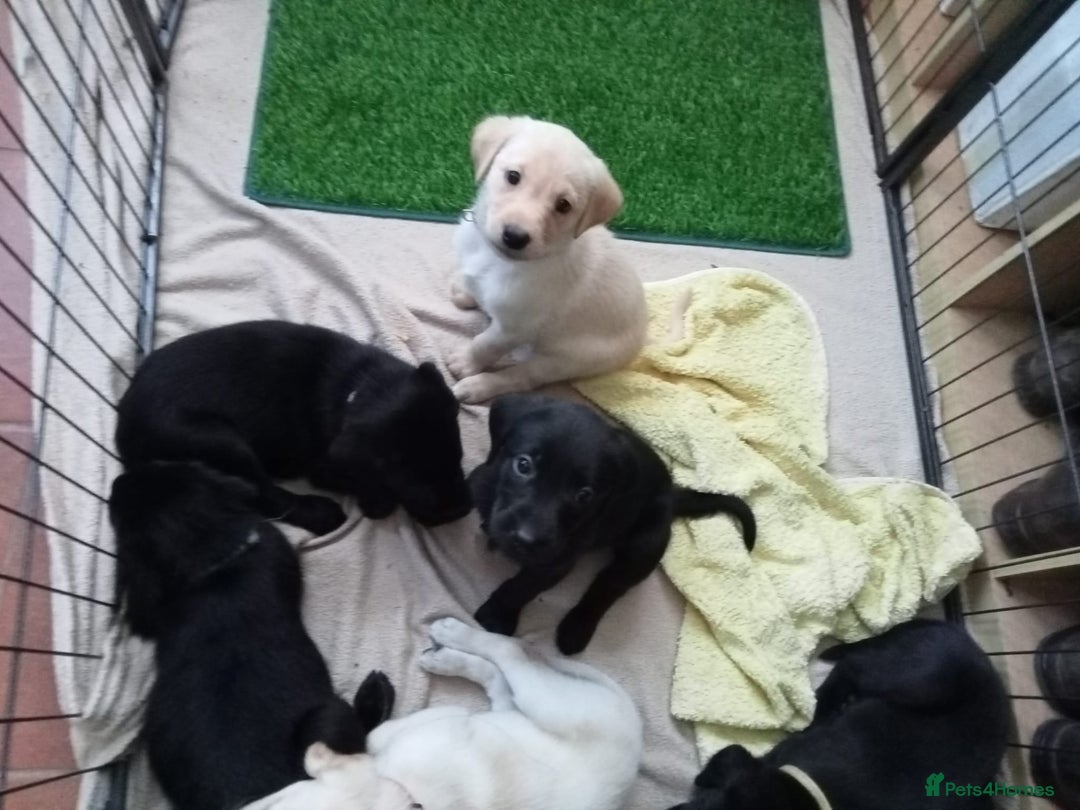 Labrador Retriever dogs for sale: KC Registered Labrador Retriever Puppies in Ross-on-Wye - Image 23