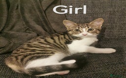 Mixed Breed cats for sale: For sale - Image 1