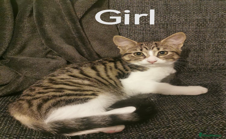 Mixed Breed cats - Advert 4
