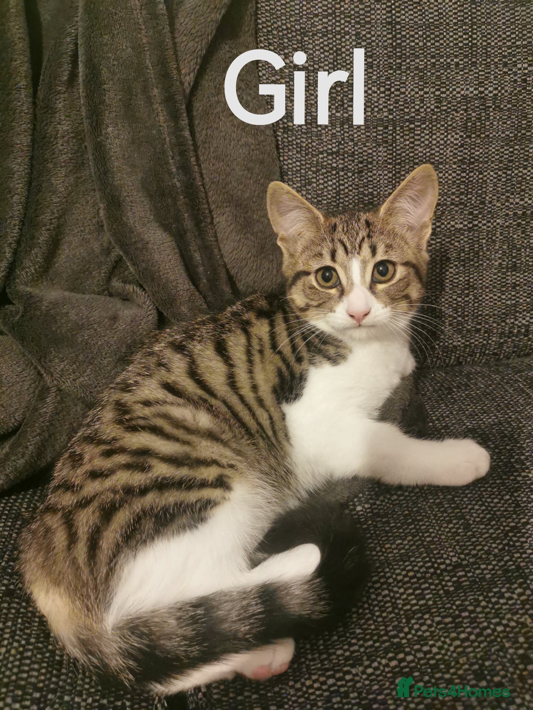 Mixed Breed cats for sale: For sale - Image 1