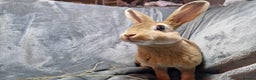 Rex rabbits for sale: Purebred Red Agouti Mini Rex Babies- 1 boy left - Advert 1