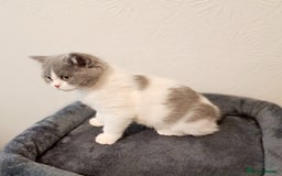 British Shorthair cats for sale: Gorgeous Blue Bicolour British Shorthair Male - Image 5