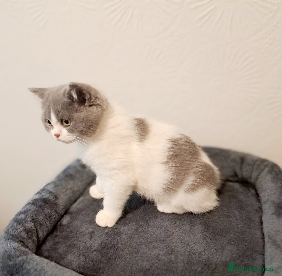 British Shorthair cats for sale: Gorgeous Blue Bicolour British Shorthair Male - Image 5