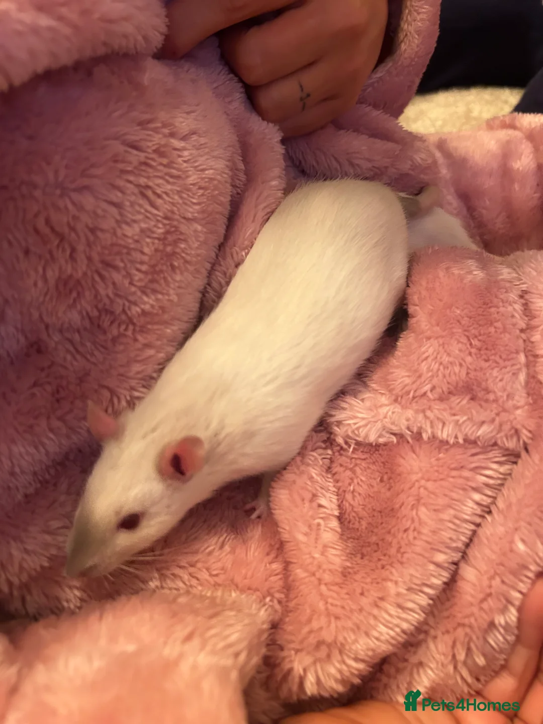 Rat rodents for sale: 3 female rats looking to rehome  - Advert 3