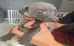 Mixed Breed dogs for sale: Apricot lurcher/kc blue whippet - Image 1