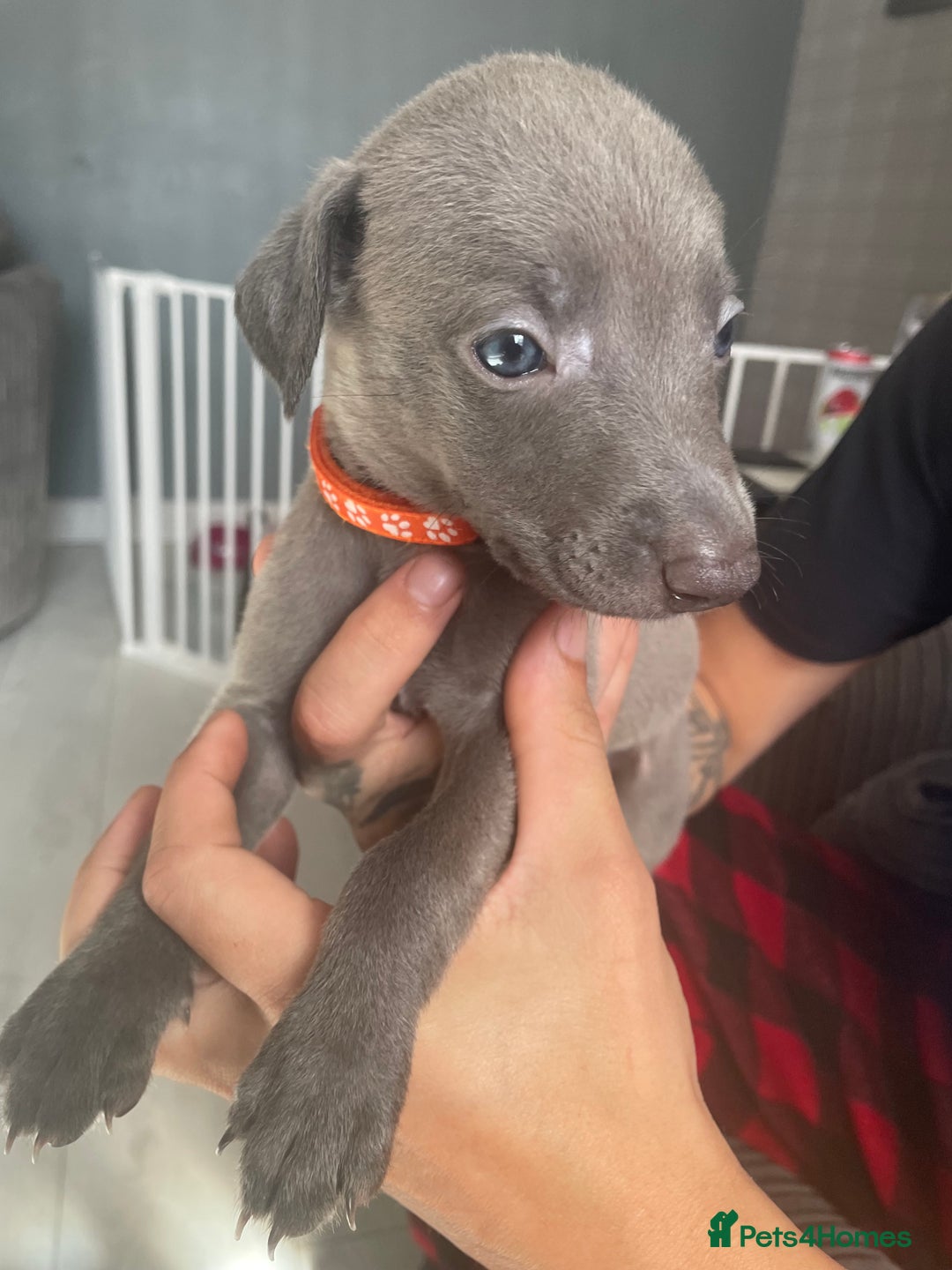 Mixed Breed dogs for sale: Apricot lurcher/kc blue whippet - Image 1