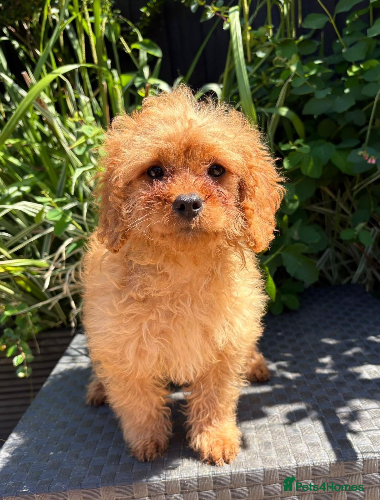 Cavapoo dogs Ready now Beautiful f1b puppies  - Advert 2
