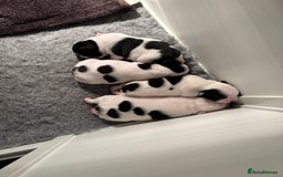 French Bulldog dogs for sale: Beautiful pied French bulldog puppies 🐾  - Image 4