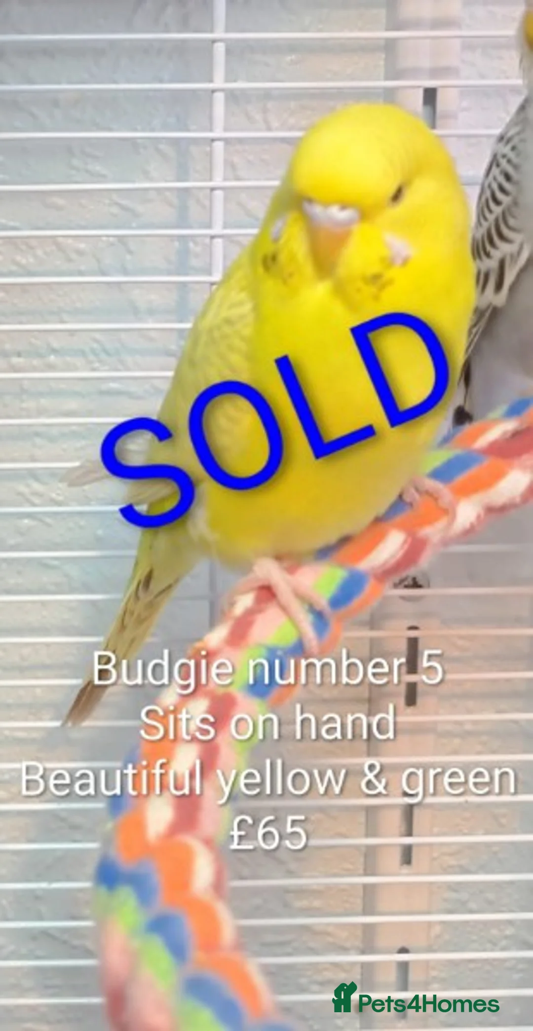 Budgerigars birds for sale: Superb home bred beautifully coloured baby budgies - Advert 8