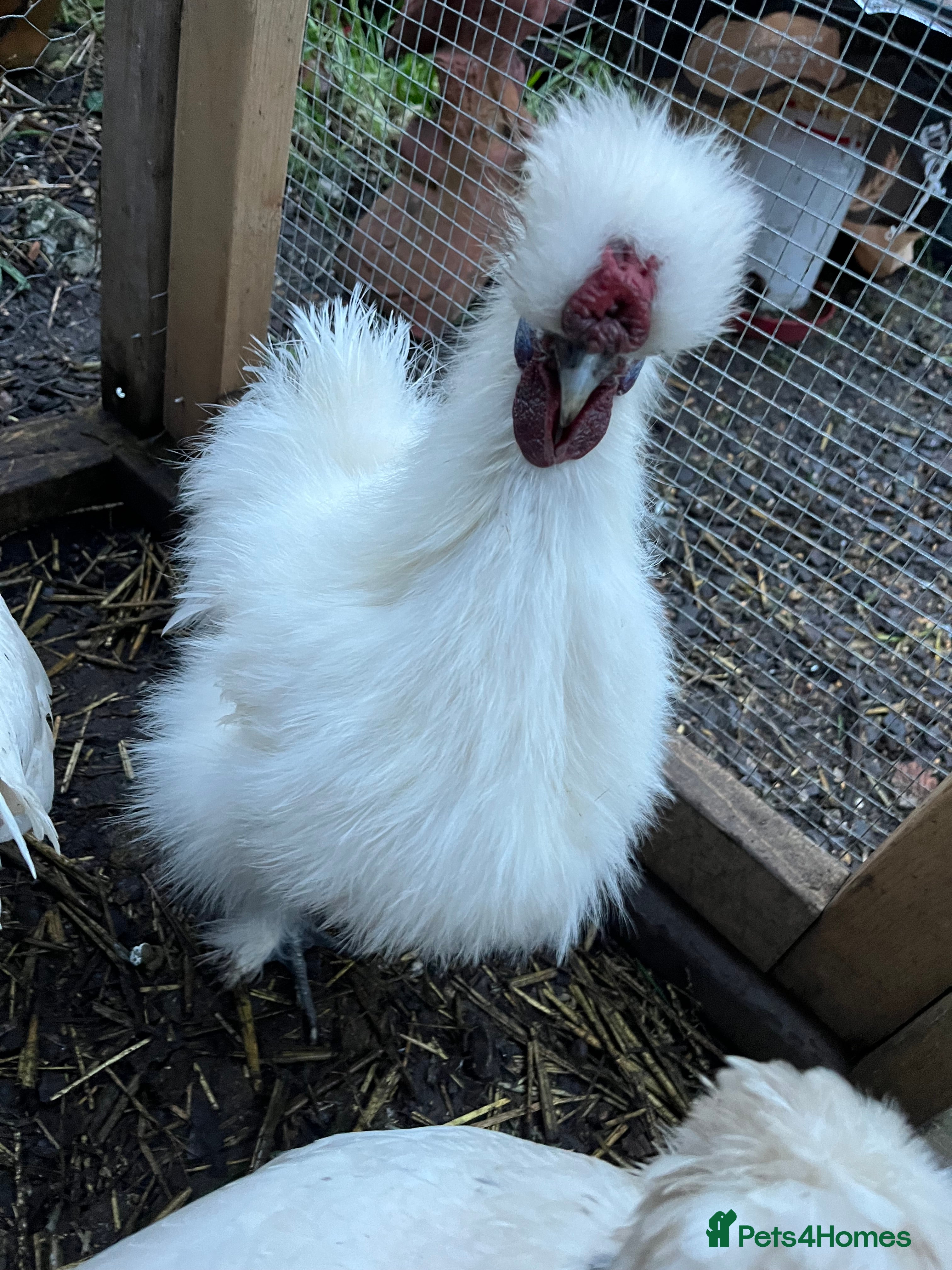 Chickens poultry Silkie cockerel - Advert 2