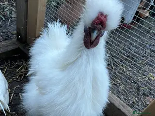 Chickens poultry Silkie cockerel - Advert 14