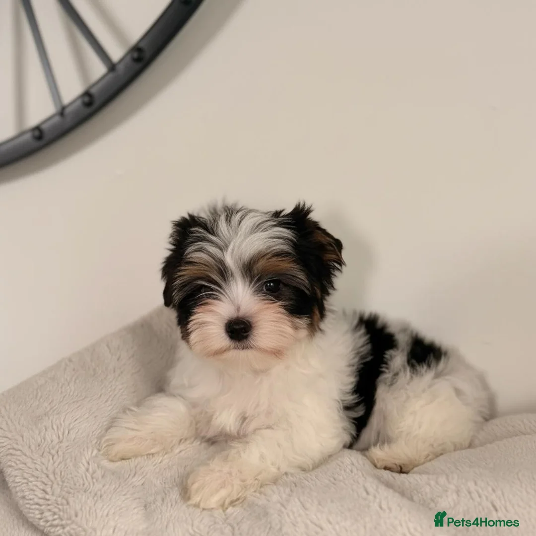 Yorkshire Terrier dogs for sale: Tiny Biewer Yorkshire Terrier Boy – DNA Tested - Advert 2