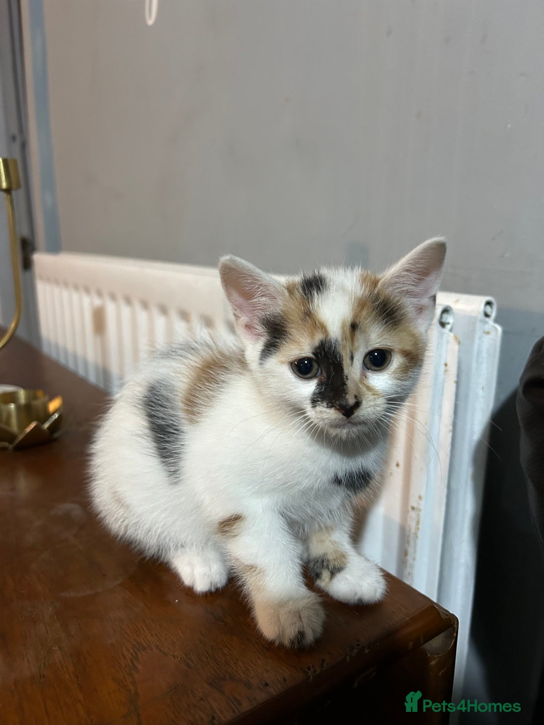 Mixed Breed cats for sale: five beautiful healthy charming kittens - Image 6