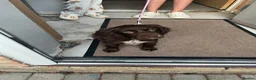 Cocker Spaniel dogs for sale: Cocker spaniel pup - Advert 4