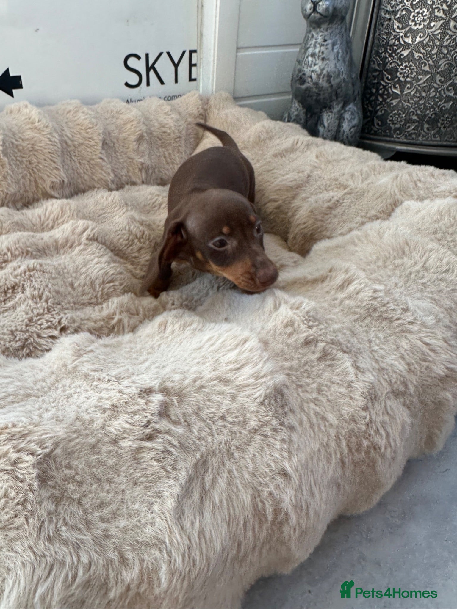 Miniature Dachshund dogs Miniature Dutch hound puppies - Advert 2