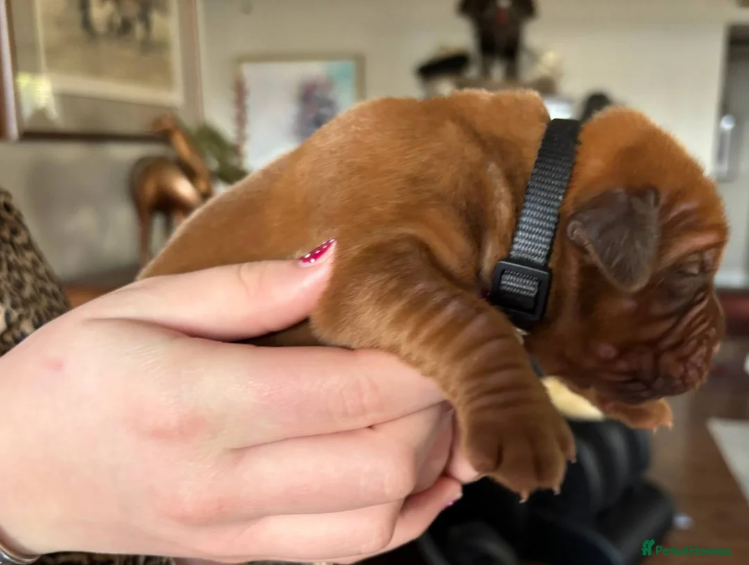 Dogue De Bordeaux dogs for sale: Raised with Care and Devotion – Our Dogue Puppies - Advert 5