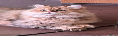 British Longhair Kitten boy