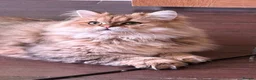 British Longhair cats for sale: 2 British Long hair Kittens - Advert 7