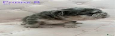 French Bulldog Puppy 2