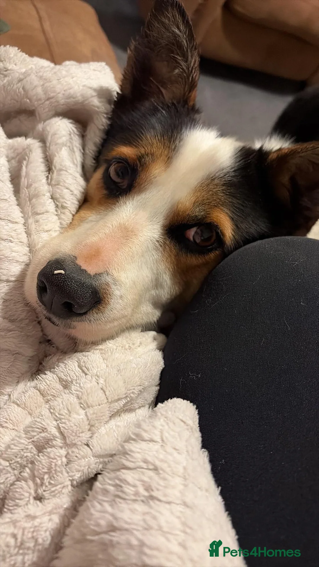 Border Collie dogs for sale: 4 year old collie looking for a new home  in Bangor - Advert 6