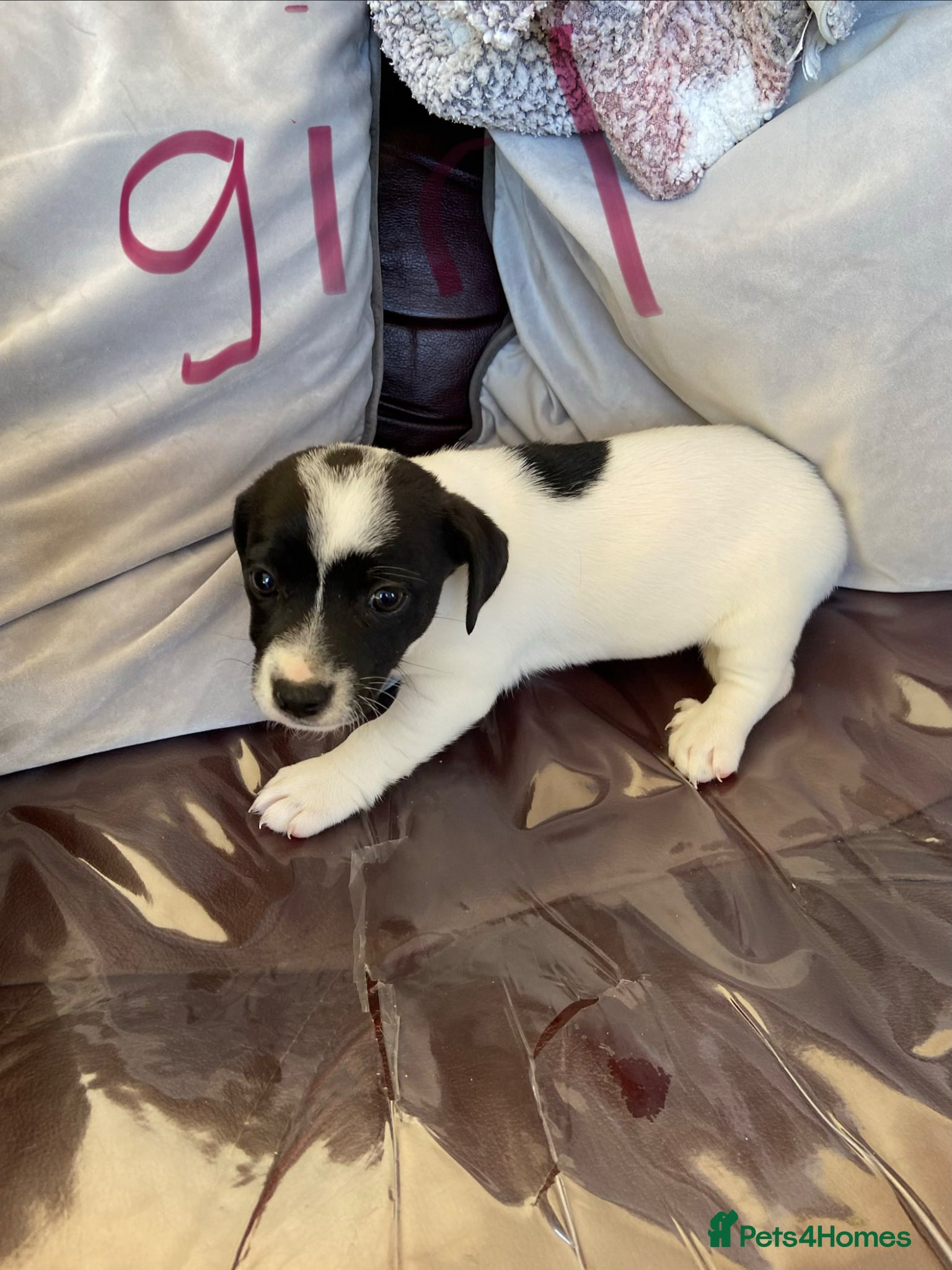 Jack Russell dogs Jack Russell puppies  - Advert 11