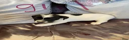 Jack Russell dogs for sale: Jack Russell puppies  - Advert 1