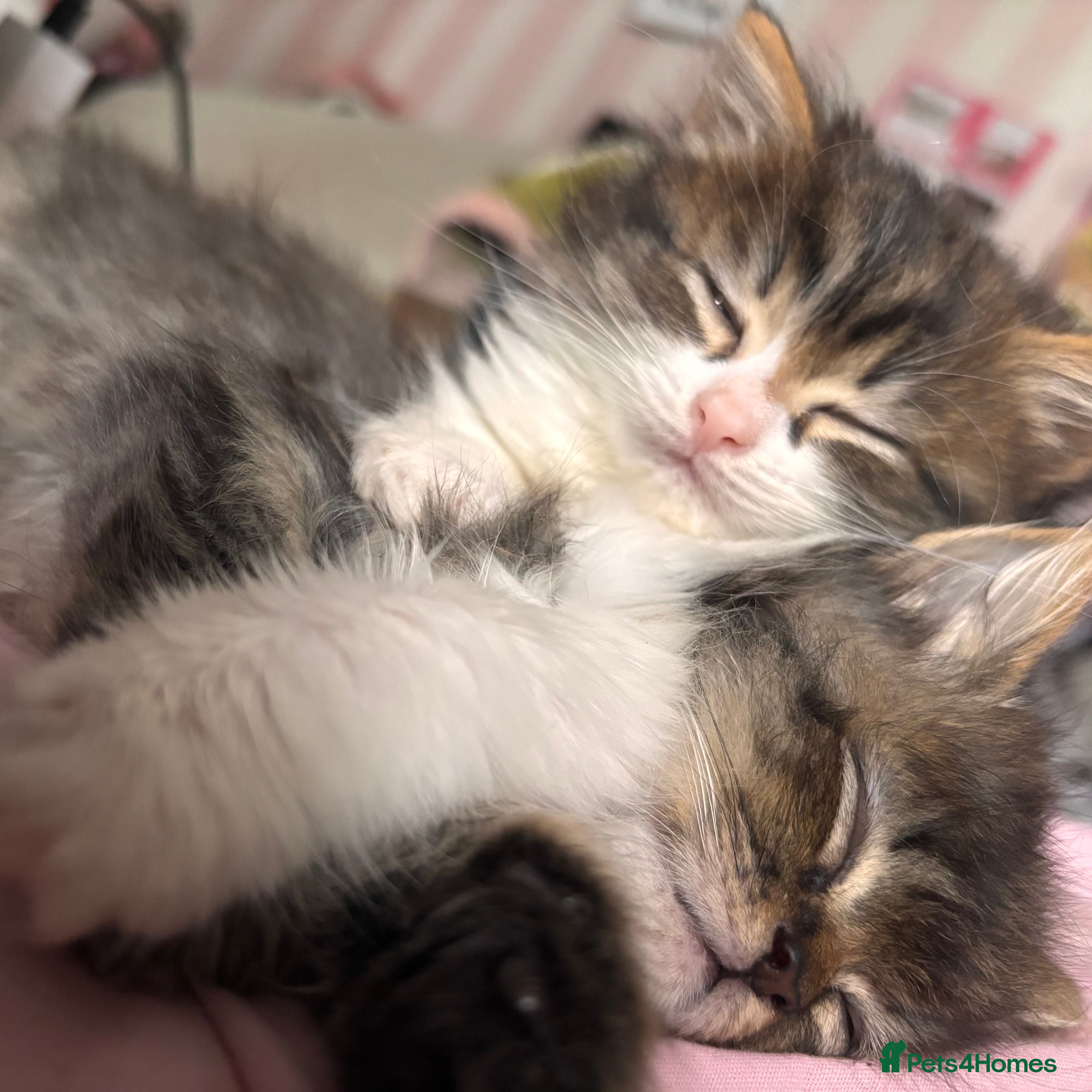 British Longhair cats Long tabby kittens 8weeks ready to go - Advert 3