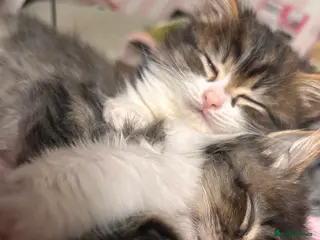 British Longhair cats Long tabby kittens 8weeks ready to go - Advert 1