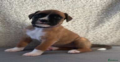 Boxer dogs - Advert 3