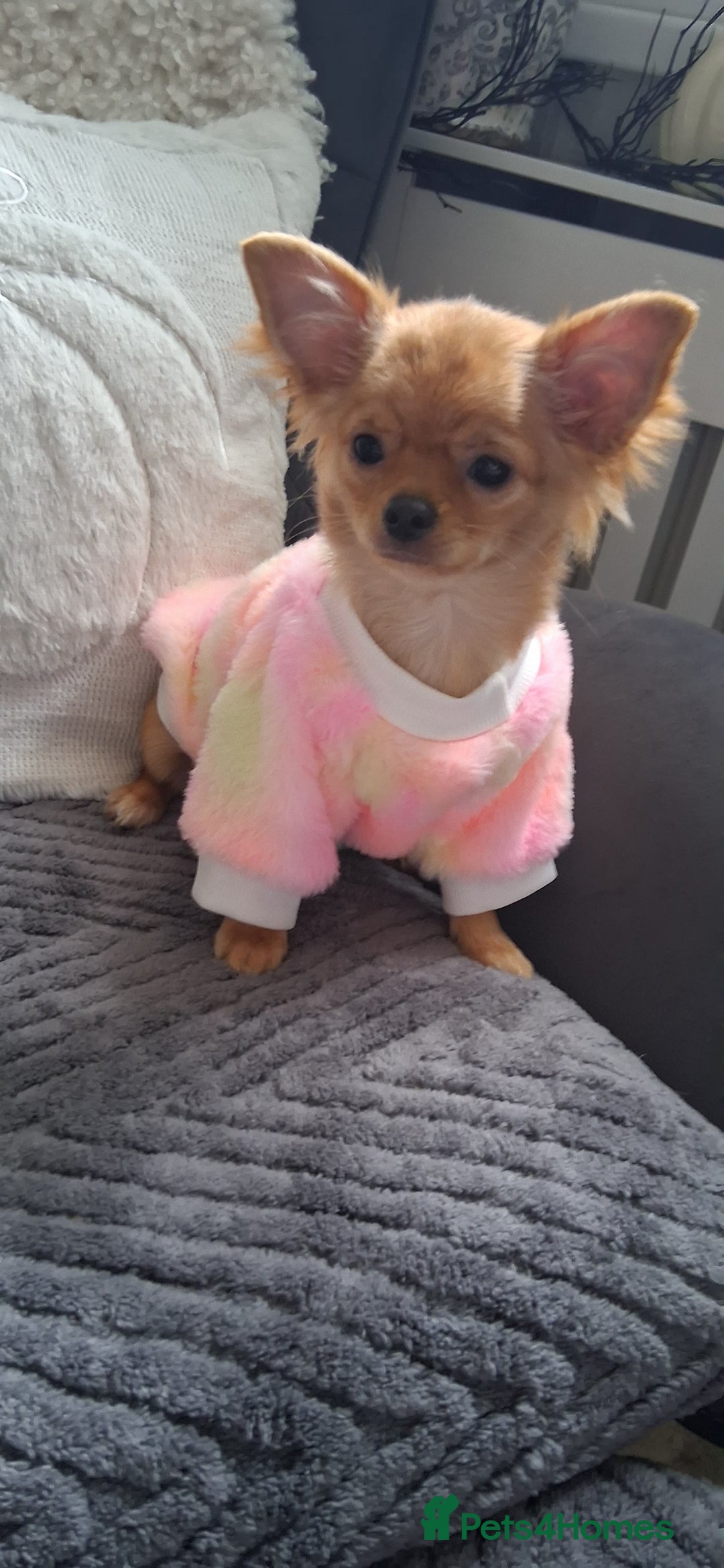 Chihuahua dogs for sale: Stunning Babies looking for their forever 5* homes - Image 17