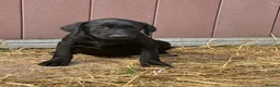Labrador Retriever dogs for sale: OUTSTANDING LITTER OF BLACK & YELLOW PUPPIES - Advert 15