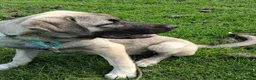 Mixed Breed dogs for adoption: Sandy 6-7 month Macedonian rescue  shepherd mix  - Advert 7