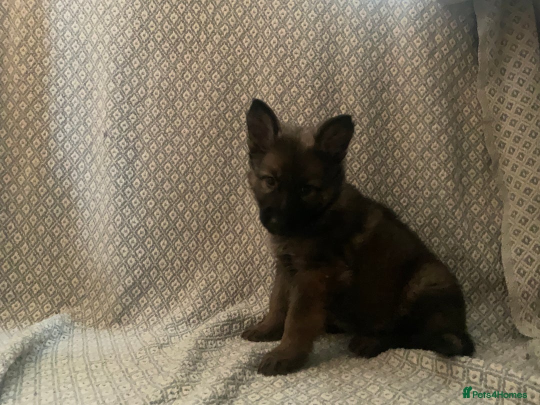 German Shepherd dogs for sale: Czech German Shepherd KC Registered puppies - Image 14