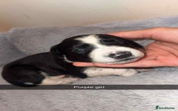 Lurcher dogs for sale: Saluki collie bull grey - Image 7