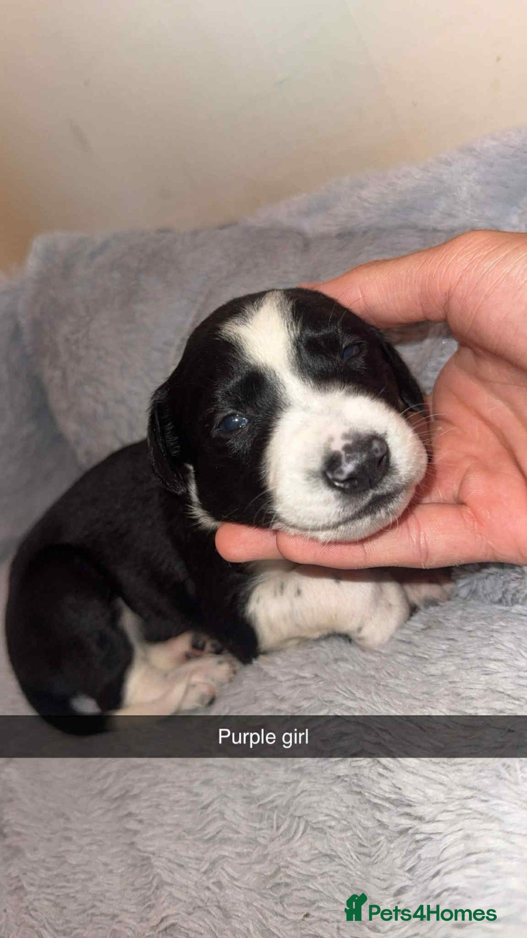 Lurcher dogs for sale: Saluki collie bull grey - Image 7